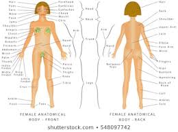 Female Human Body Name Stock Vectors Images Vector Art