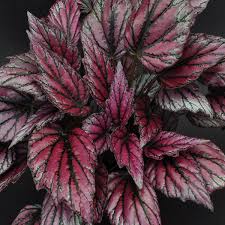 Image result for Begonia iucunda