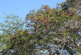 Image result for Newtonia hildebrandtii