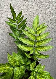 Image result for Coniogramme