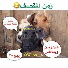 pin by ظ ل on اضحك لدنياك animals dogs wallpaper