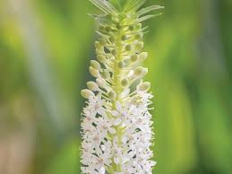 Image result for Eucomis zambesiaca