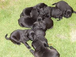 Browse and find labrador puppies today, on the uk's leading dog only classifieds site. Black Labrador Pups Excellent Pedigree Southport Merseyside Pets4homes Black Labrador Labrador Puppies For Sale Pup