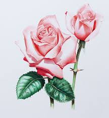 Be sure to consider lighting when painting with colored pencils. Flower Drawing 2 Preview Pencil Drawings Of Flowers Roses Drawing Flower Drawing