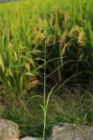 Image result for Dinebra