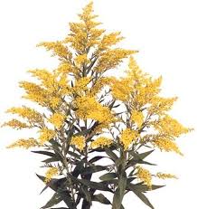 Types of yellow flowers for wedding. Solidago Comes Only In Yellow Growers Bunch Filler Flower Wholesale Flowers Types Of Flowers Yellow Wedding Centerpieces