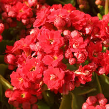 Image result for Kalanchoe rosalina