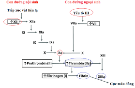 Vì sao con đường đông máu lại được đặt tên là ngoại sinh và nội sinh? Con  đường đông máu ngoại sinh Sở dĩ được đặt tên như vậy vì yếu tố