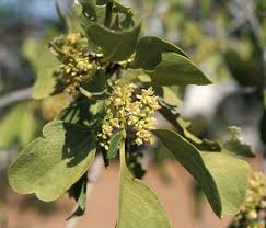 Image result for Psydrax locuples