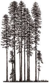 Redwood pine tree silhouette fir forest conifer coniferous tall spruce design illustration graphic nature natural green needle stem plant abstract art beautiful isolated decoration environment landscape tranquil wood branch vector outdoors botanical. More Illustrated Redwoods Tree Drawing Forest Tattoos Tree Tattoo Color