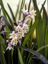Image result for Ophiopogon