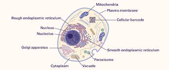 Tracking Cells With Barcodes: Beyond the Label - Labtag Blog
