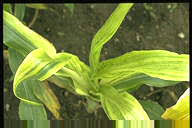 トウモロコシ病徴検索 4 株奇形萎縮症検索