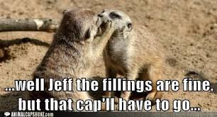 Meerkat Dentistry Animals Kissing Animal Hugs Funny Animals