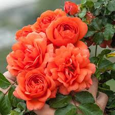 Climbing roses differ from what we call rambling roses in a number of ways, climbing roses generally have larger anymore pierre de ronsard can stand a little shade, but thrives in full sun, mulch to keep the root run cool. Create A Spectacular Color Show In Your Garden With This Vigorous Climber An Improved Version Of Westerlan Climbing Roses Fragrant Flowers Spring Hill Nursery