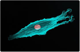 Fluorescence Microscopy History