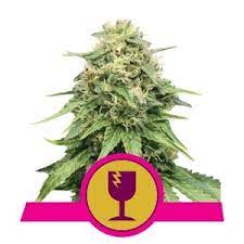 Critical Cannabis Fron Royal Queen Seeds