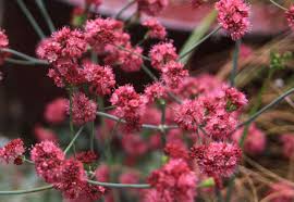 Image result for Eriospermum roseum