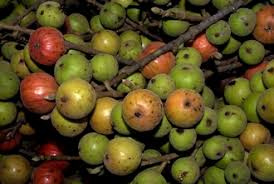 Image result for Ficus sur