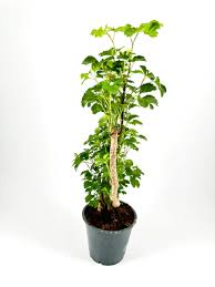 Image result for Polyscias