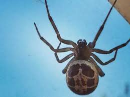 Have you wondered how to keep spiders away from your home? What Do I Do With A False Widow Spider Government Agencies Fail To Give Advice Daily Star