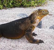 Dusty tries to eat some plants, but a dsungaripterus steals them. Iguana Facts Lesson For Kids Study Com