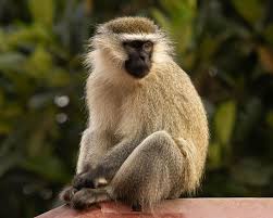 Image result for Monotes africanus