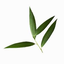 What Is A Good Shade Tree That Does Not Shed Its Leaves And Doesn T Get Too Tall Best Shade Trees Shade Trees Plant Leaves