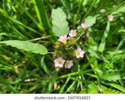 Image result for Melochia melissifolia