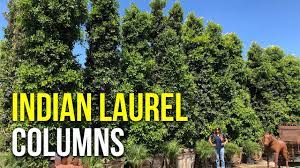 Ficus nitida, commonly referred to as indian laurel is an extremely versatile tree that has many uses. Make Your Property Truly Private Indian Laurel Columns For Excellent Privacy Hedges Youtube