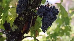 Check spelling or type a new query. Grape Vines Stock Video Footage Royalty Free Grape Vines Videos Pond5