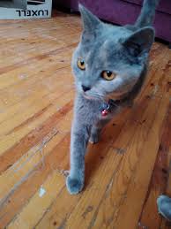 Uygun Fiyatli Disi Ve Erkekli Cins Kedi Kedi Satis