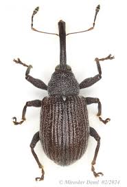 Image result for květopas jahodníkový