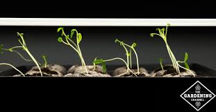 Keep the lights as close to the seedlings as possible without touching them (2 to 3 inches). Growing Indoors With Grow Lights Gardening Channel