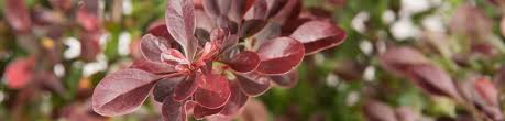 Image result for Berberis thunbergii f. atropurpurea