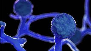 Want to order black fungus spawn & black fungus logs mushroom spawn? Mucormycosis The Black Fungus Maiming Covid Patients In India Bbc News