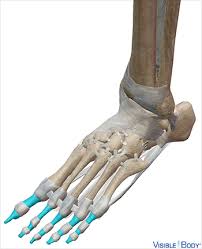 Start studying long bone model. Glossary Of The Skeletal System Learn Skeletal Anatomy