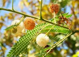 Image result for Leucaena leucocephala