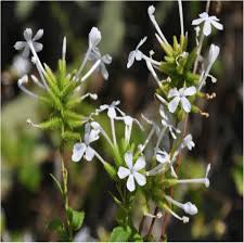 Image result for Plumbaginaceae