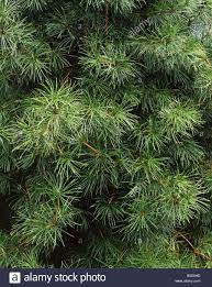 Pin On Tree Species