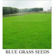 Kami melayani penjualan bibit rumput odot dengan kwalitas bibit yang unggul. Benih Rumput Golf Rumput Lapangan Rumput Taman Isi 250 Butir Shopee Indonesia
