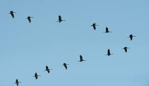Da der winter im norden sehr kalt ist, finden die vögel hier nicht mehr genug futter, also ziehen sie in in die wärmeren länder asiens und afrikas. Zugvogel Machen Sich Auf In Den Suden Duda News