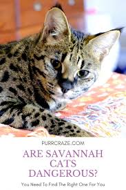 Savannah cat owners #1 guide! Are Savannah Cats Dangerous What To Keep In Mind Purr Craze