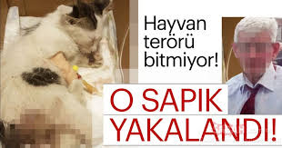 Istanbul Eyup Sultan Ilcesinde Kediye Tecavuz Eden Adama 3 Yil Hapis Istemi Ege Haber Guncel Haber Son Dakika Haberleri Haberler