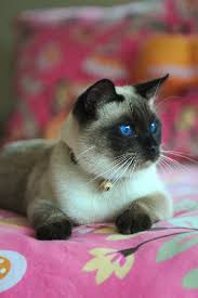 All available kitties for sale kitties for adoption retired breeding cats breeding cats. Traditional Applehead Siamese Cats And Kittens Breeder Diane Dunaway Pure Bred Siamese For Sale