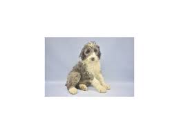 Browse aussiedoodle puppies for sale from 5 star breeders with uptown puppies. Aussiedoodle Dog Female Blue Merle 2161782 Petland Jacksonville Florida