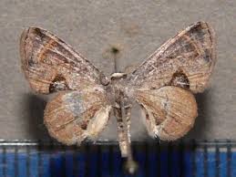 Image result for Burttdavya