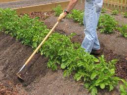 To determine when you can plant, find out your areas last frost date (go to you should buy certified seed potatoes that are found in garden centers or nurseries. Growing Potatoes Diy
