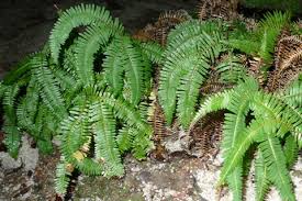 Image result for Sticherus