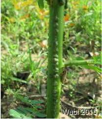 Image result for Aeschynomene afraspera